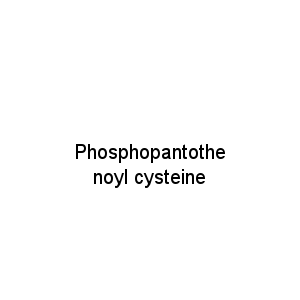 Phosphopantothenoyl cysteine